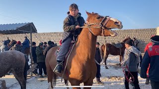 Туркестан Мал Базар. Жылқы Айғыр Бие Байтал Тай Жабағы 28.01.2024