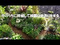 【素敵な庭造り】＃今だから移植して綺麗な庭を作る　＃オシャレな空間造り