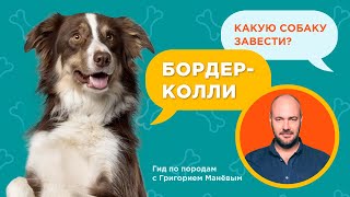 БОРДЕР КОЛЛИ - ВСЕ О ПОРОДЕ / Обзор породы от кинолога Григория Манева