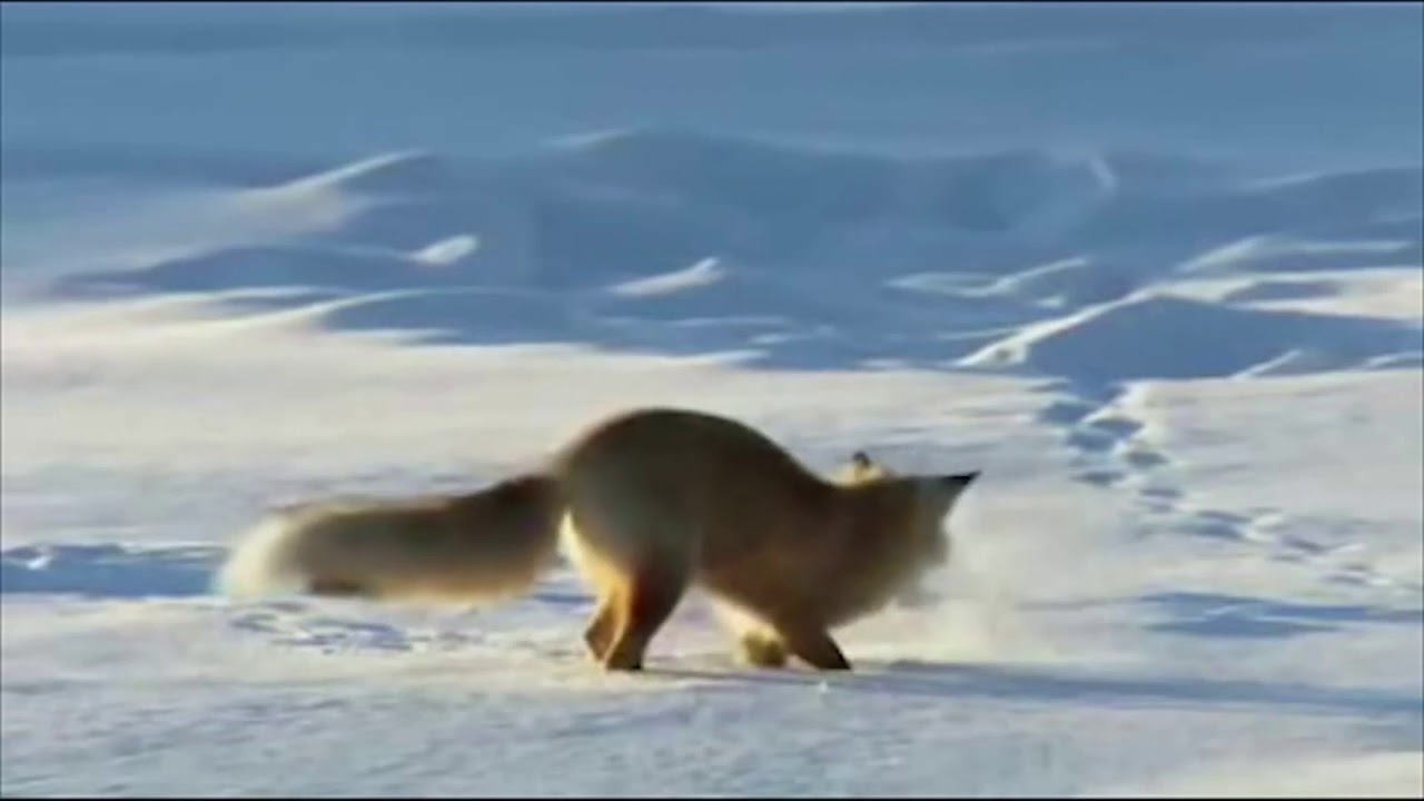 Лиса гонится за косулей. Погоня за лисицей. Diving Fox.