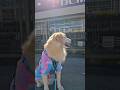 お買い物が好きで帰りたくない犬【goldenretriver】#shorts #dog #goldenretriever #犬 #ゴールデンレトリバー