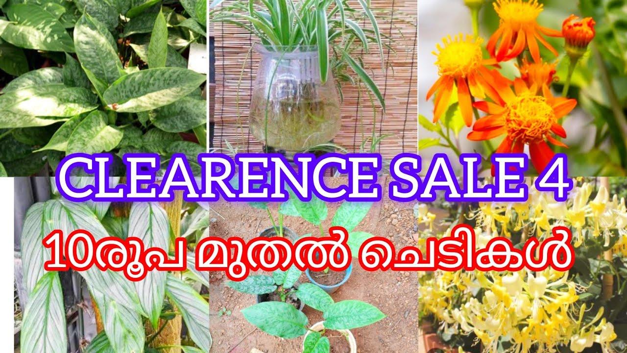 Plants for sale /Clearance sale/ starting 10rs