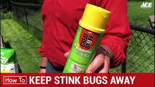 How To Keep Stink Bugs Away - Ace Hardware