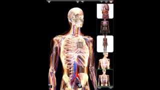 ZYGOTE 3D АНАТОМИЯ ATLAS & DISSECTION LAB APP - Рендеринг screenshot 5