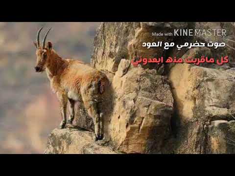 جديد صوت حضرمي مع العود 