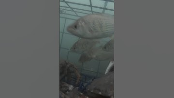 GoPro crab trap footage *lots of fish!*