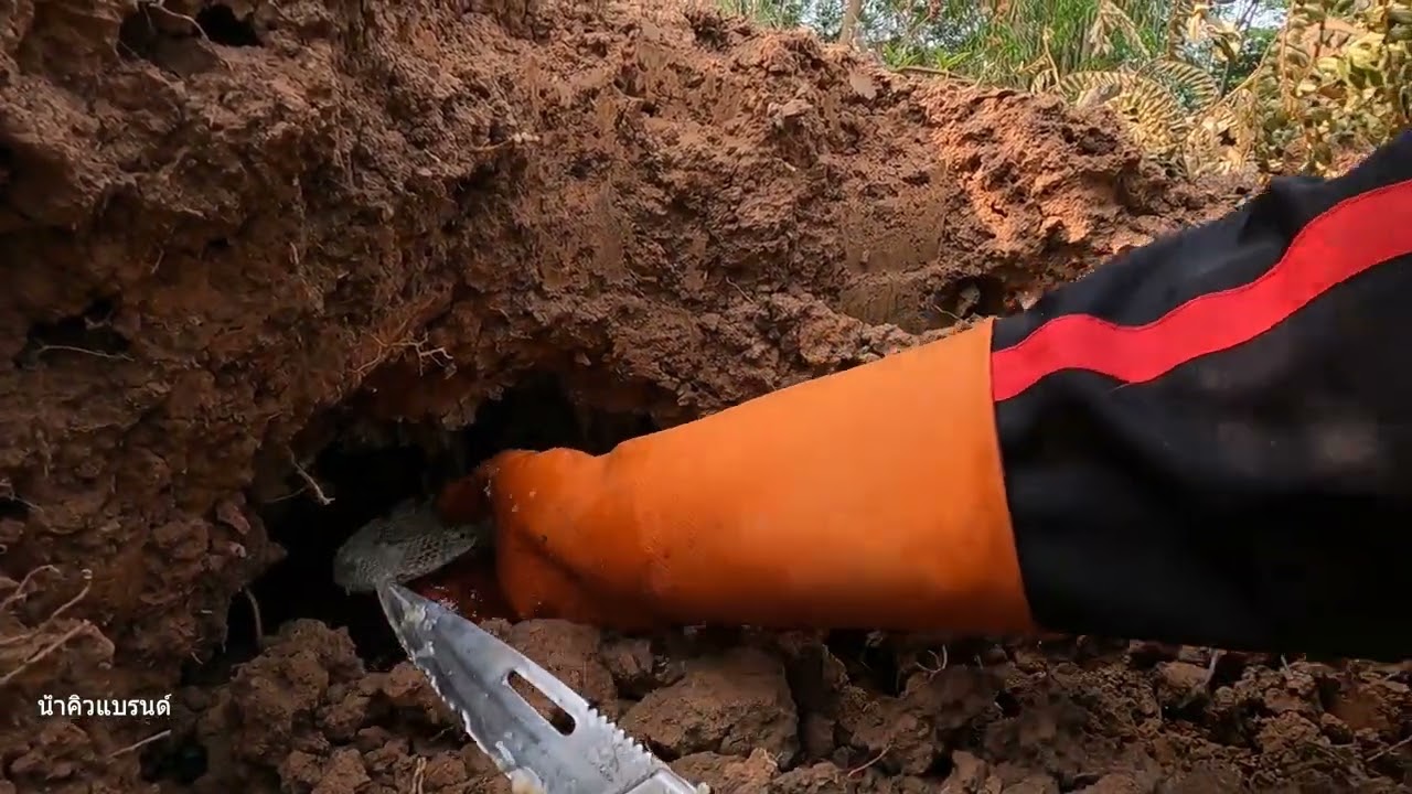 ผึ้งป่าผึ้งดินผึ้งโพรง Honey Hunt Season🐝์Numkiwbard คนหาผึ้งดิน BeeHoney Hunt 2026