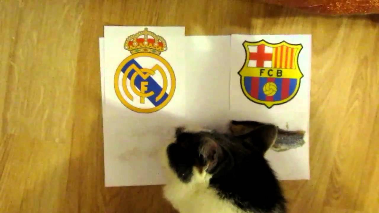 THe cat Tishka - predictor. A follower of Paul