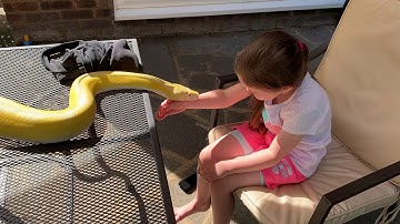 16ft Reticulated Python resting on 6 year old’s hand