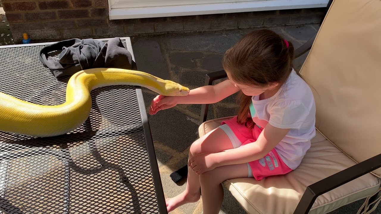 handling yourself in success and failure 16ft Reticulated Python resting on 6 year old’s hand