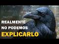 Strange Biology Why Are Crows As Intelligent As 7 Year Old Humans 