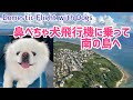 Tokyo to Ishigaki flight with 3 Pekingese Dogs 犬3匹と東京から石垣島へ 南の島の離島に辿り着いた運命とは