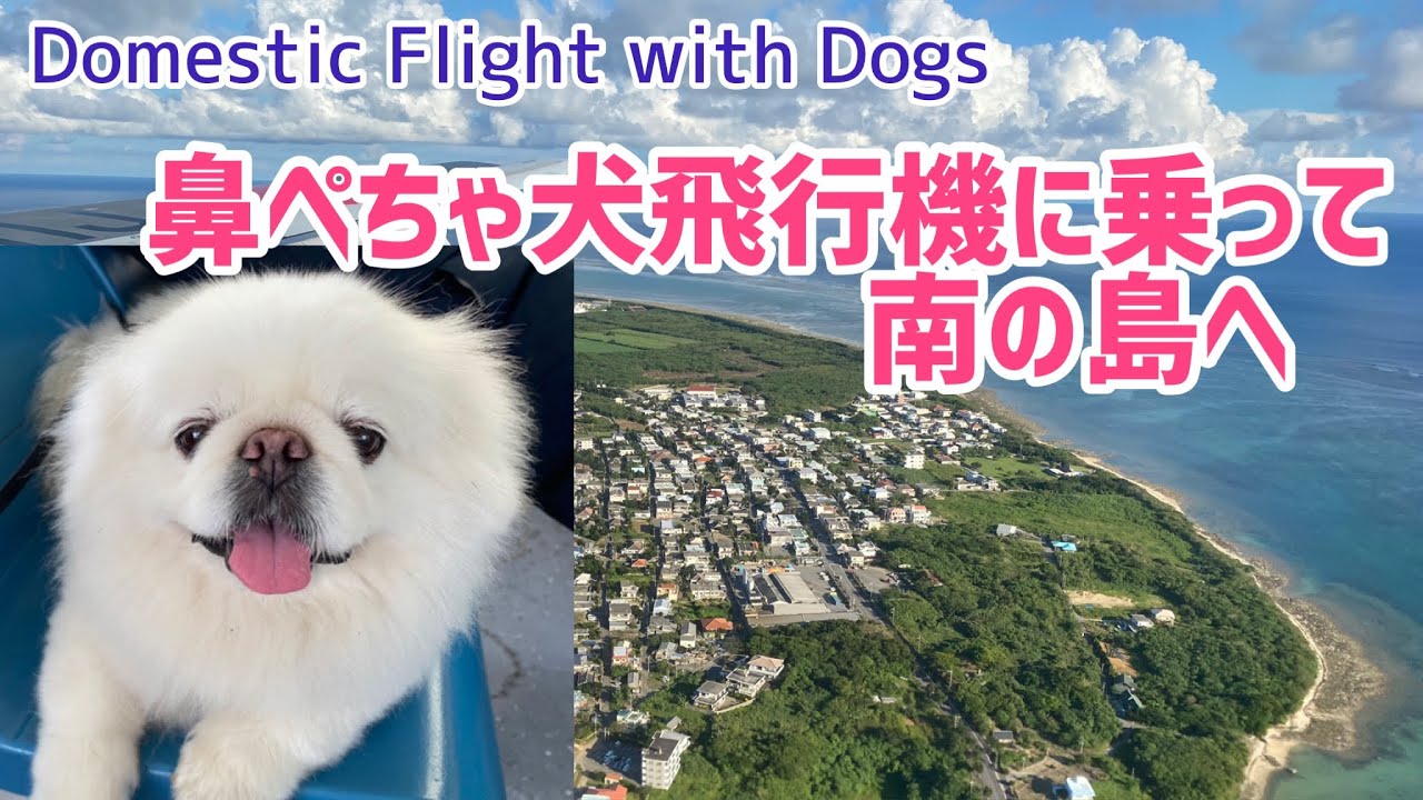Tokyo To Ishigaki Flight With 3 Pekingese Dogs 犬3匹と東京から石垣島へ 南の島の離島に辿り着いた運命とは Youtube