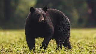 Wildlife Photography - Black Bears in the Pocosin Lakes, North Carolina
