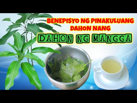 Mango Leaves tea, paraan ng paggawa at benepisyo