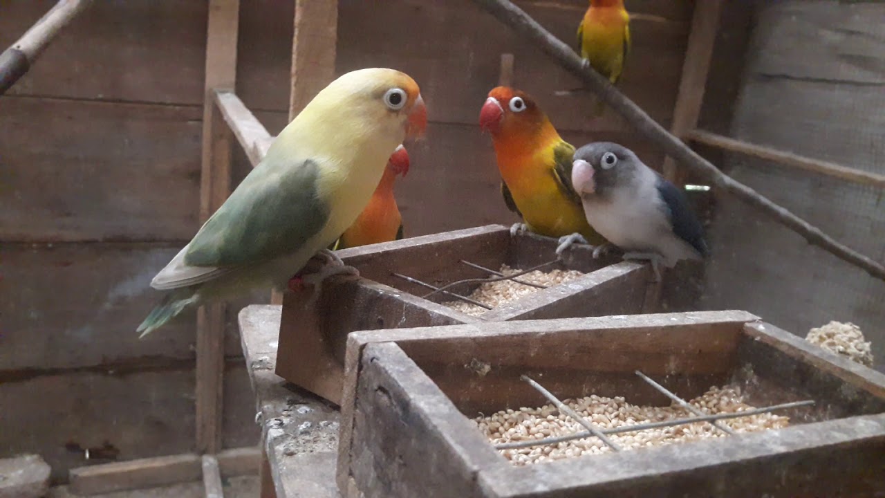 Enaknya Ternak Burung Lovebird Sistim Koloni 