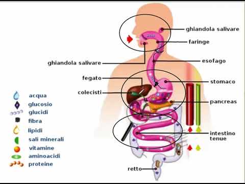 Video: Digestione Sana Di Uno Scolaro