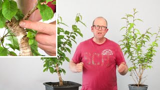 Pruning my bird cherry + Updates