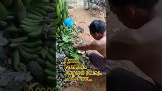Umkm..peternak&Pengepul Pisang..