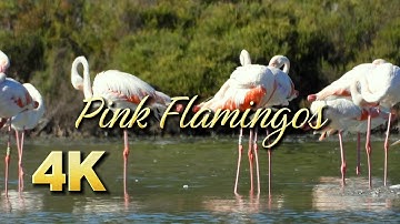Luxurious pink flamingos. Virtuoso observation of nature in 4K. Calp Costa Blanca, Spain