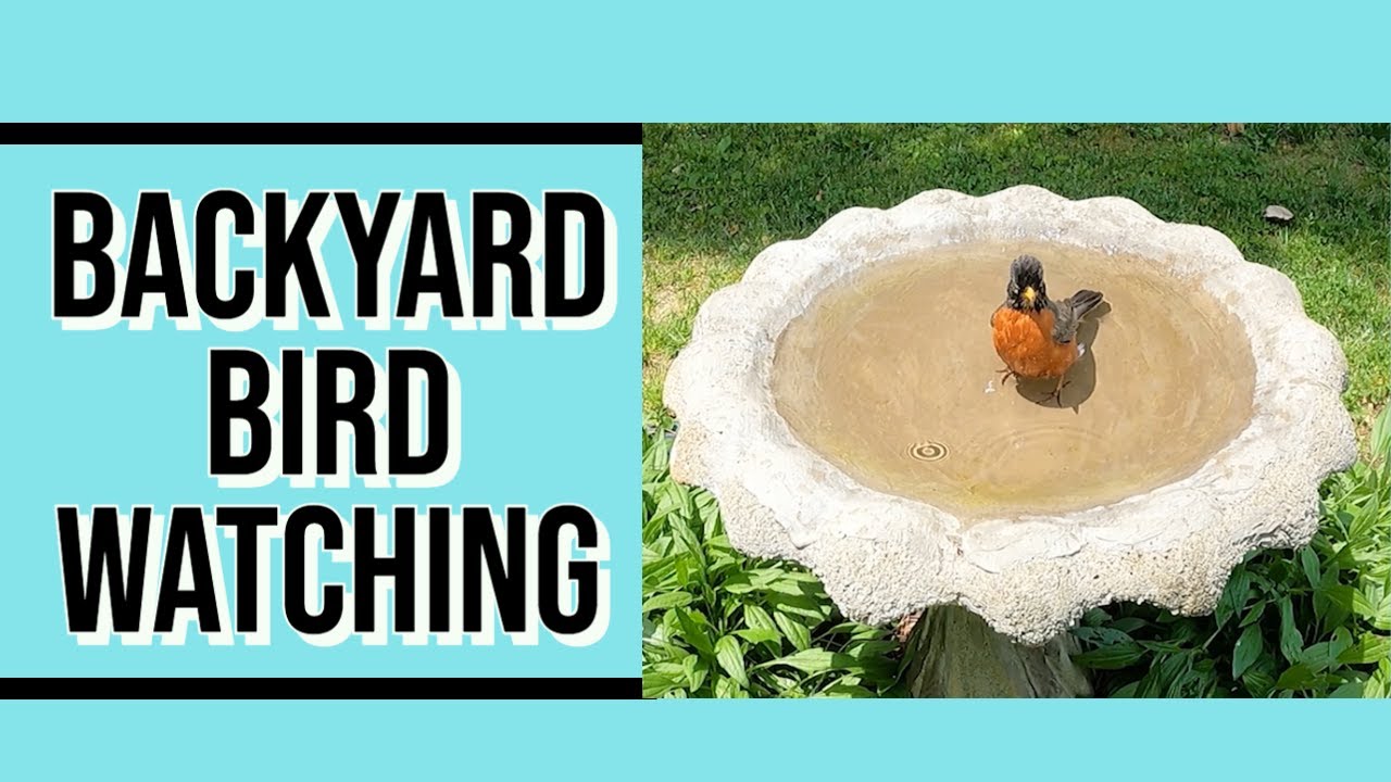 Backyard Bird Watching YouTube