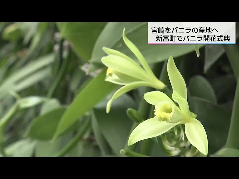 The first greenhouse cultivation of vanilla, a rare practice in