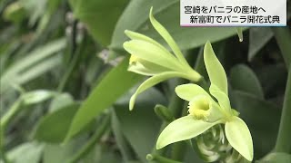 The first greenhouse cultivation of vanilla, a rare practice in
