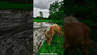 बस्तरिया हल्बी शॉर्ट गीत//School Jaha Bastariya Halbi Short Git// Village Life