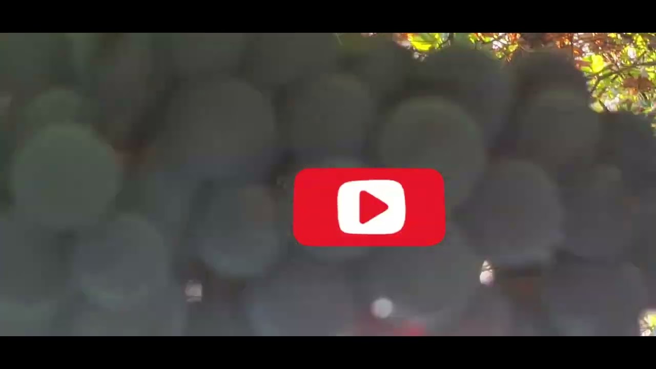 ഇവിടെ   നല്ല organic   മുന്തിരിയും  Apple 🍎 🍎 🍎 ഉം