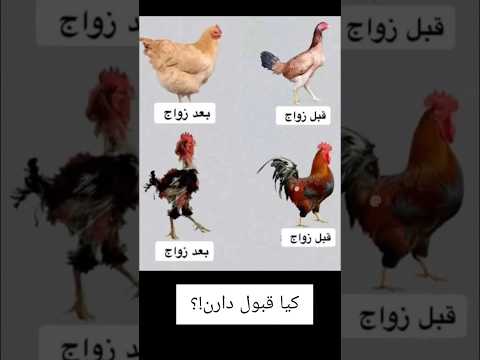 کیا قبول دارن لایک کنن