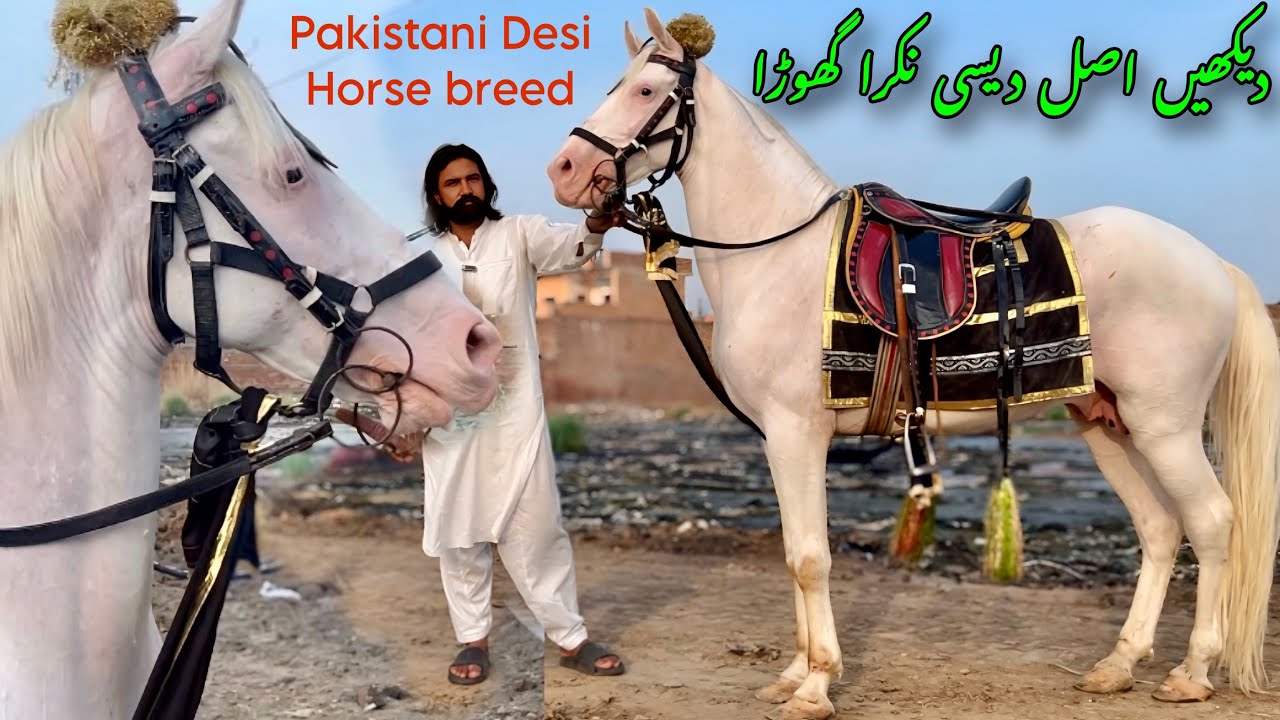 “Neza Baz Desi Nukra Horse For Sale | Beautiful Pakistani Horse in Faisalabad”