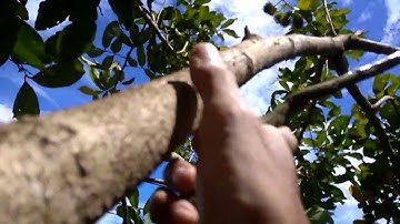 Mikat burung serindit di pohon rambutan menggunakan getah pohon