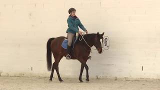 Stage 4 of the Bitless Colt Start: Accept And Respect Directions - Follow My Focus