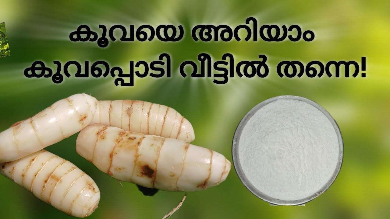 കൂവച്ചെടി വീട്ടിൽ വളർത്താം: അറിയേണ്ടതെല്ലാം | Arrowroot Plant Care ...