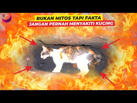 Video: Membongkar Mitos Kucing Umum