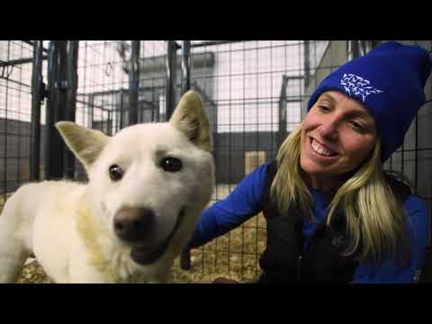 Video: Teenaged Olympian hjälper sydkoreanska räddningshund Hitta nytt hem