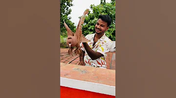 #pigeons #pigeon #birds #g #bird #pigeonsofinstagram #pigeonlove #vercin #birdsofinstagram #tamil