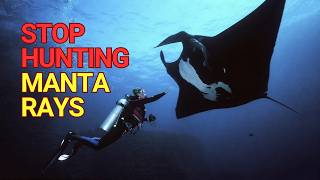 Manta Rays Are Being Killed for Fake Medicine!