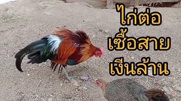 "มาดูไก่ต่อเซื้อสายเงีนล้าน " noob paib dib nyiaj ล้าน