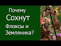 Почему сохнут флоксы и земляника?