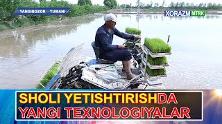 SHOLI YETISHTIRISHDA YANGI TEXNOLOGIYA  | XORAZM 24