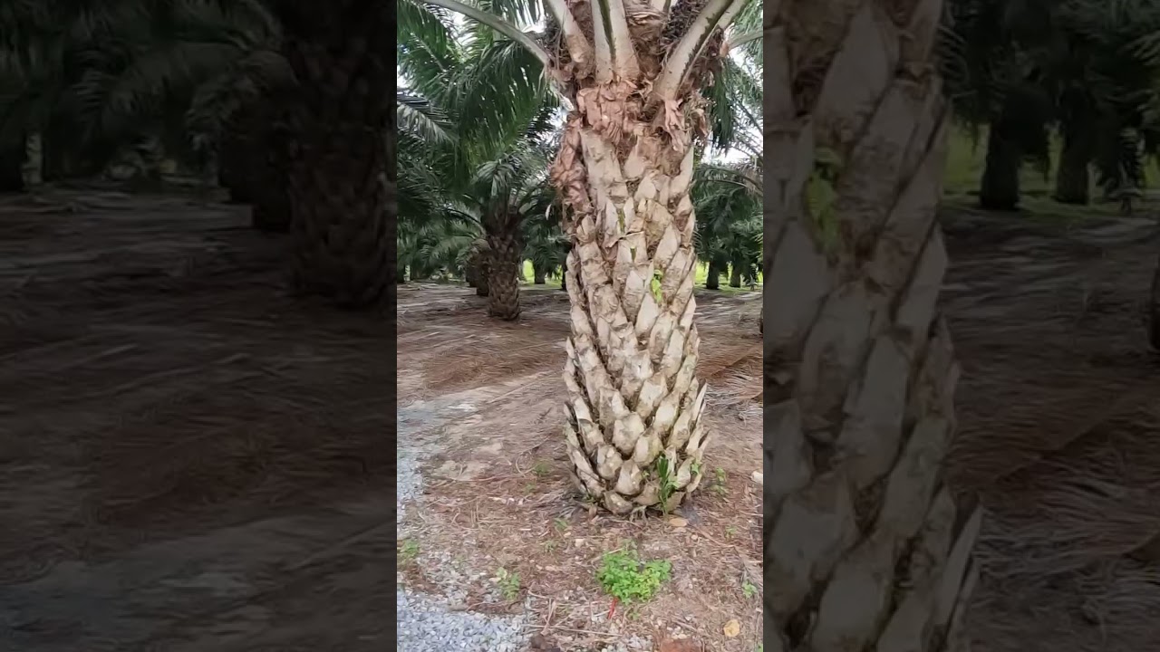 สวนปาล์มพี่รินทร์