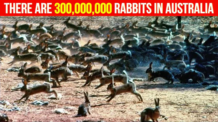 Why don't they eat wild rabbits in Australia? They have millions of them! The reason is surprising… - DayDayNews