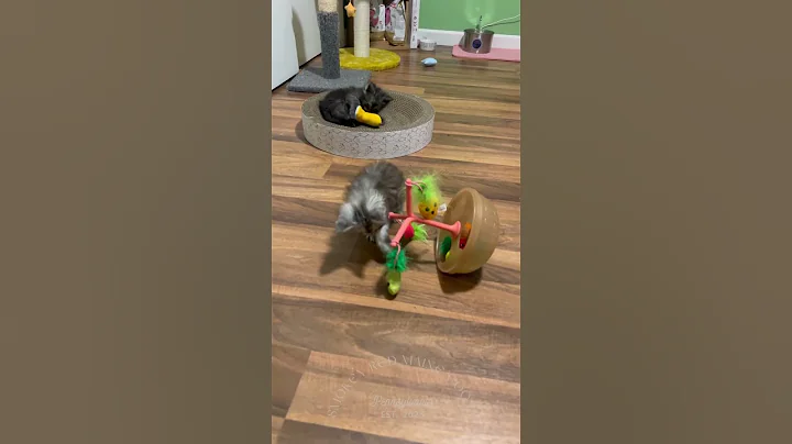 Video 10642761: mainecoonkitten kitten mainecooncats, mainecooncat mainecoonkitten cats, mainecooncats kitten kitty, maine coon kitten