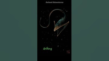 How the Gulper Eel Swallows Prey Larger Than Itself #animals #shorts #facts # #wildlife #adventures