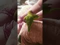 mithu 🦜 mithu 🦜