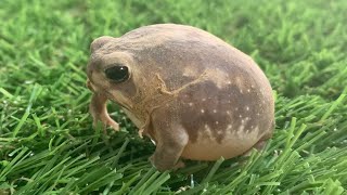 土から掘り出された可愛いカエル達の様子がこちら。