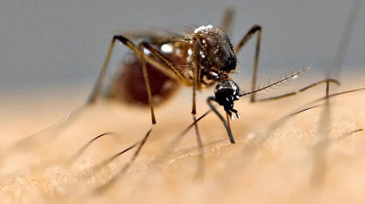 Why Mosquitoes Bite Some People More Than Others - DayDayNews