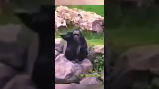Racist monkey 😂 #ytshorts