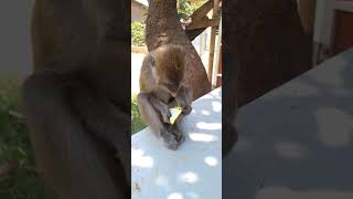 Si Joni Masuk Angin Akhir Ny Minum Tolak Angin